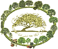 Astrología Celta de los árboles
